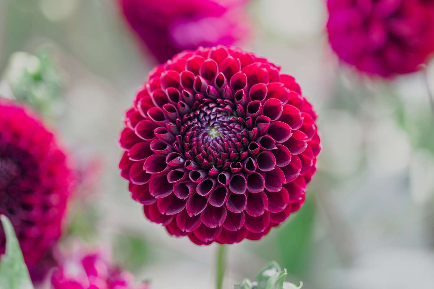 Dahlie 'Black Pierre'